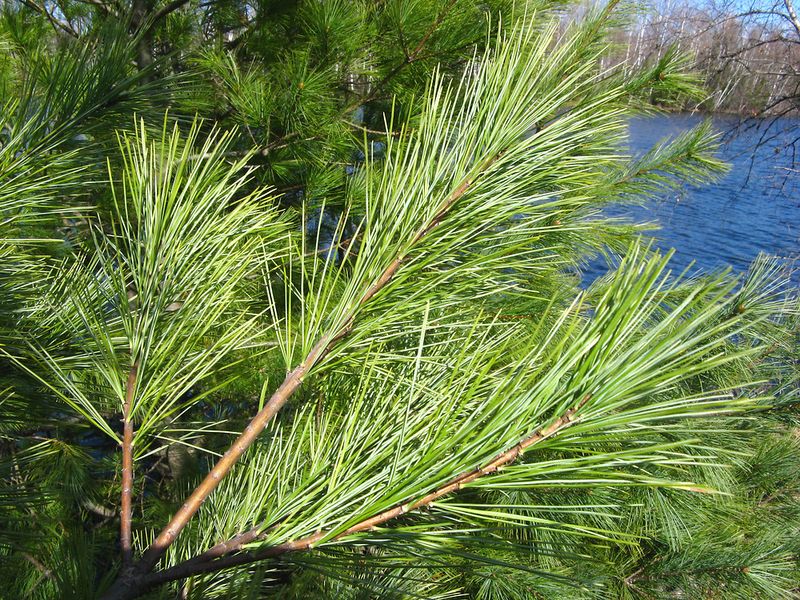 Identify Pinus strobus before considering any infusion