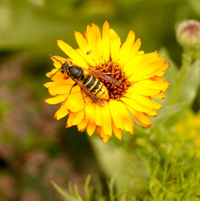 Draws In Hoverflies
