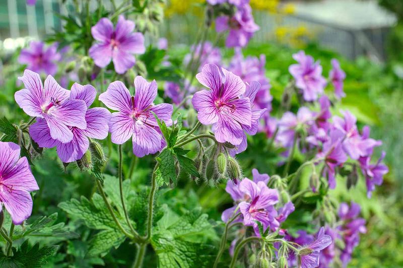 Hardy Geraniums