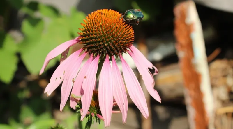Observe Petal Drop