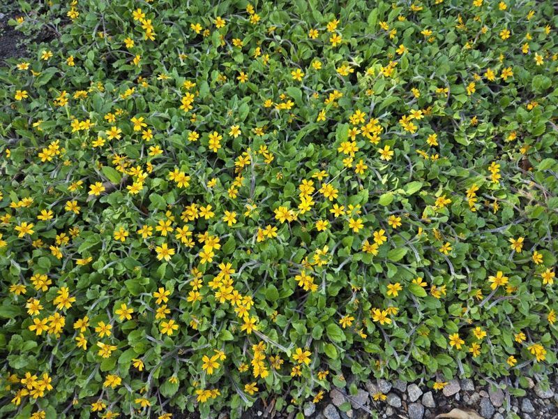 Green-and-Gold (Chrysogonum virginianum)
