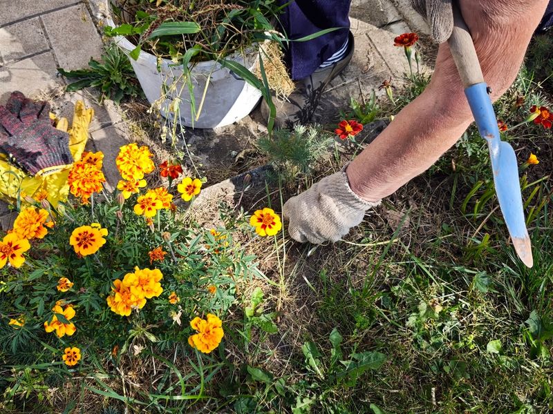 Give seeds a place to reach the soil