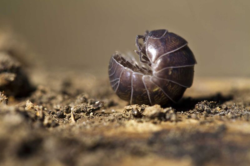 The Safe Takeaway for Flower-Pot Roly-Polies