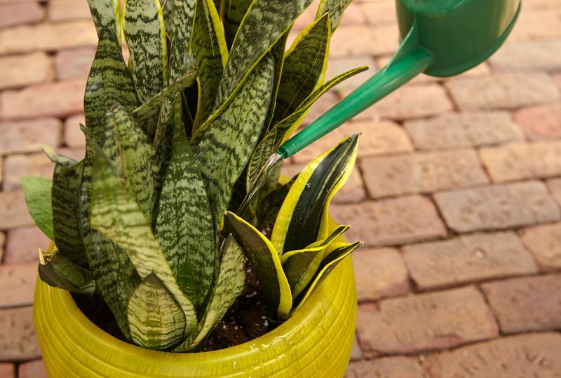Audit watering and drainage