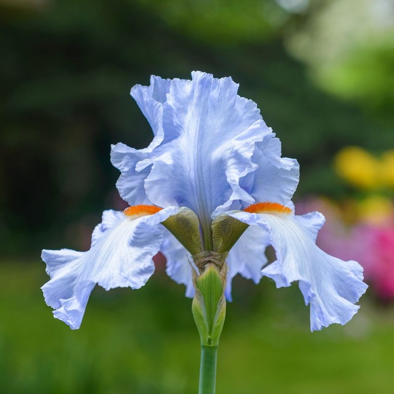 Bearded Iris