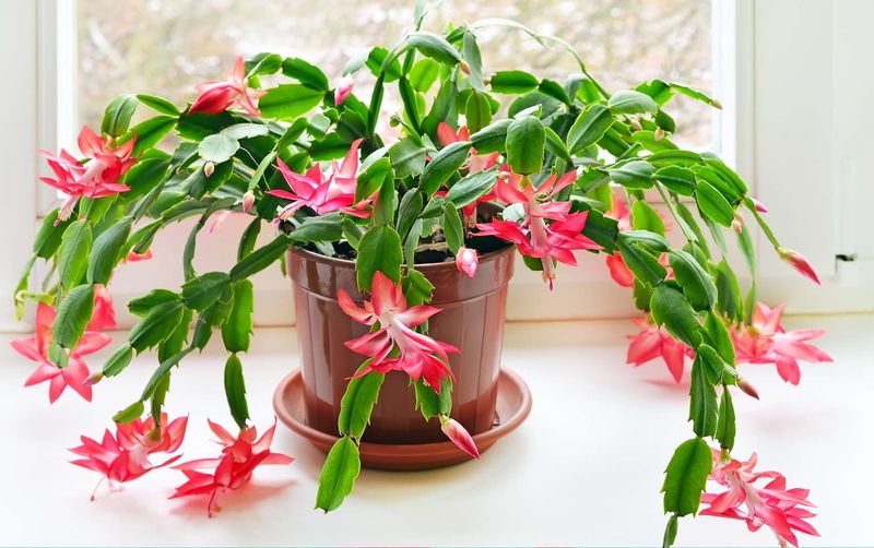 A Christmas Cactus May Not Bloom in December
