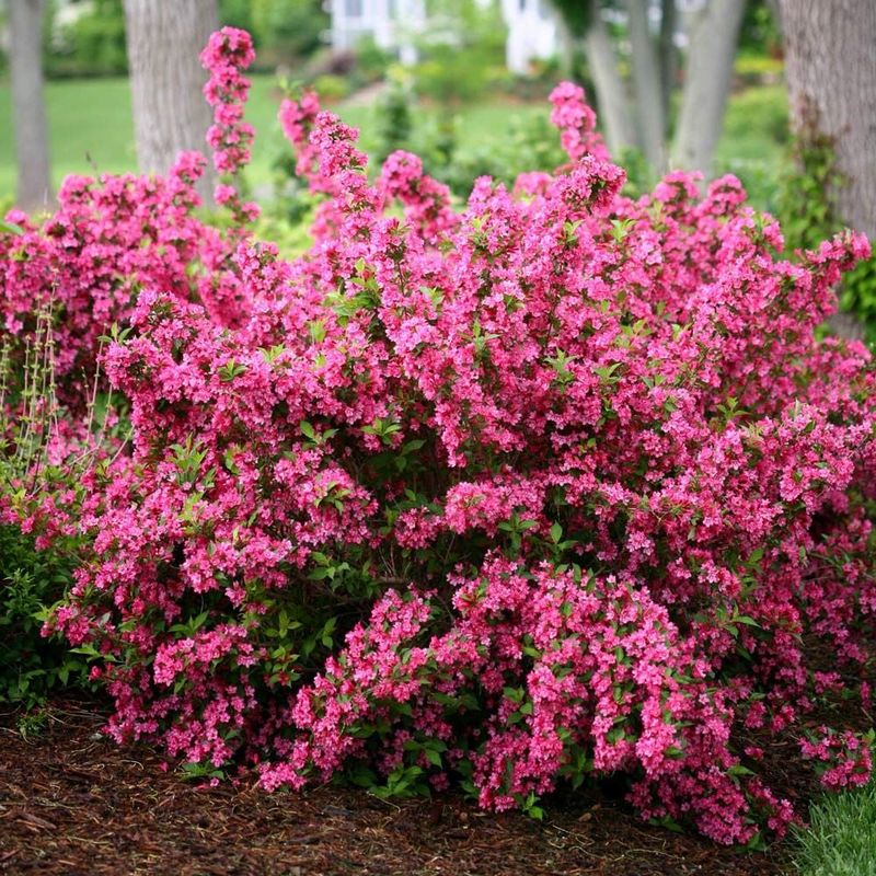 Weigela (Weigela florida)