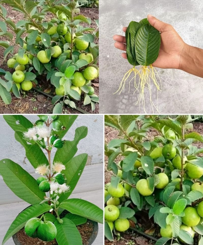 Root Booster and Fungus Fighter