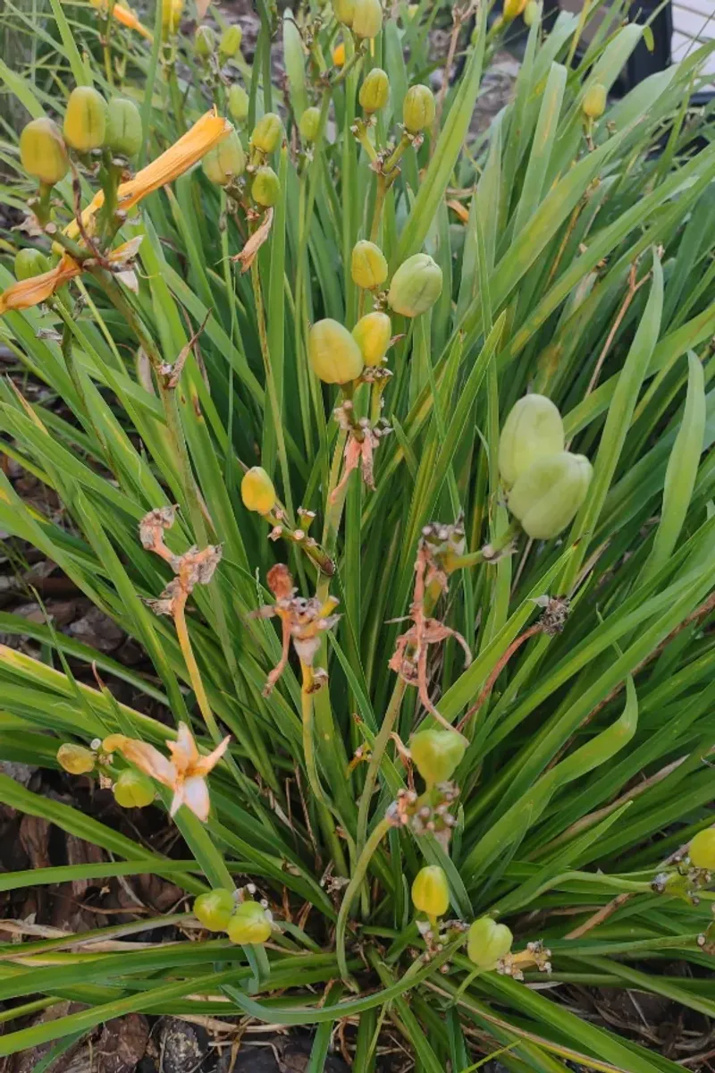 Remove seed pods while the plant is still blooming