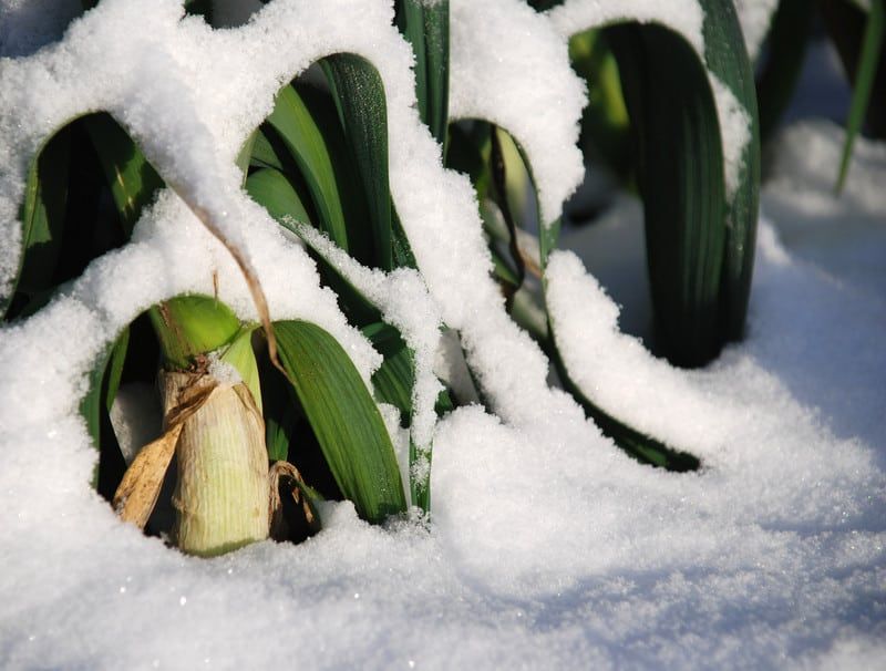 Leeks