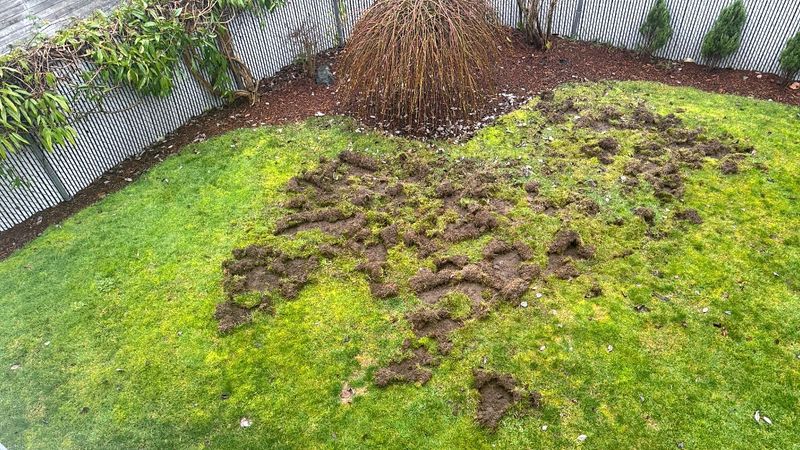 Grubs in a Soggy Lawn