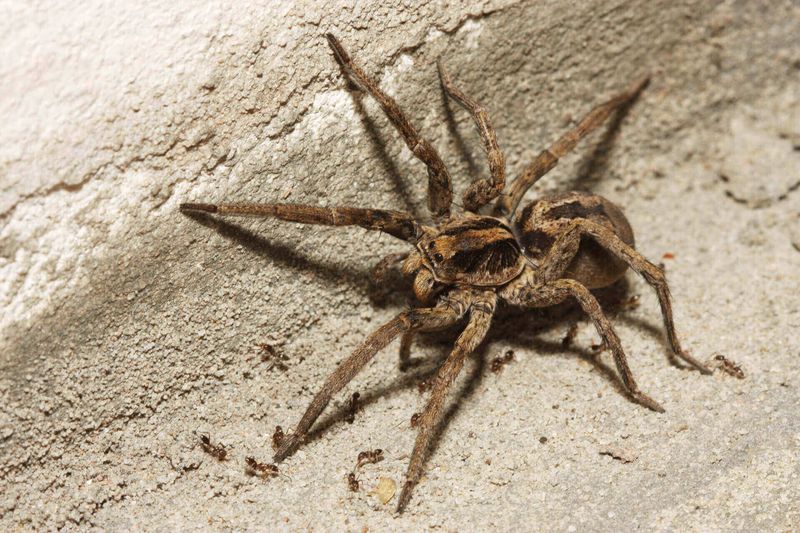 Leaving it alone is a choice, not a proven pest-control strategy