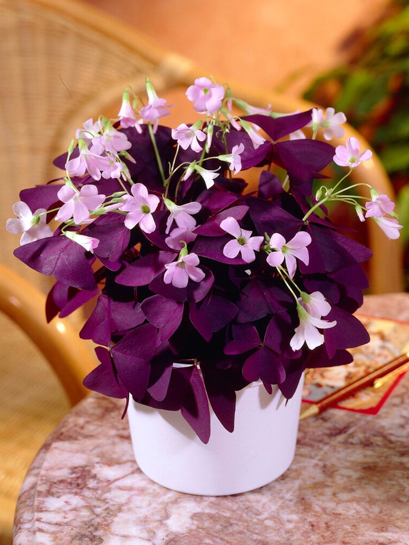 Oxalis triangularis (Purple Shamrock)