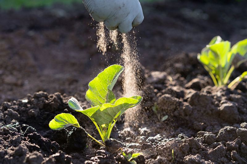 Side-dress with compost or organic matter