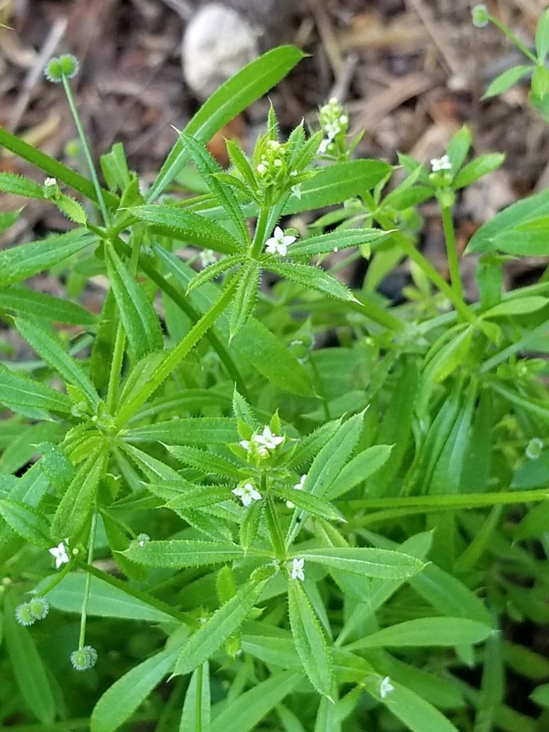 The “goosegrass” in this story may not be a grass