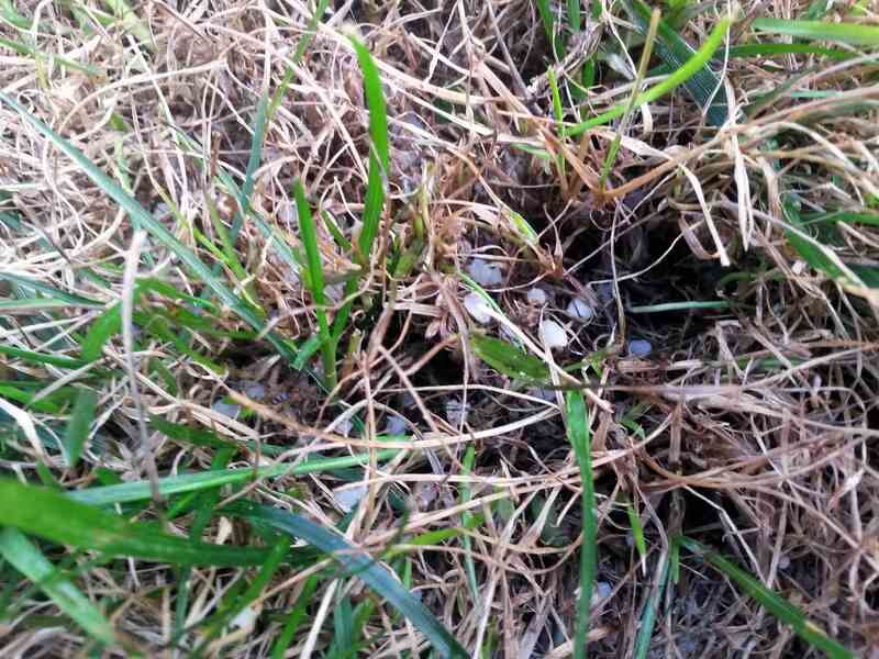 Over-Fertilization and Fertilizer Burn