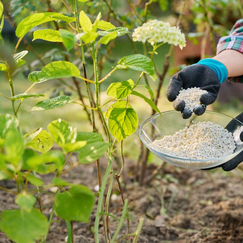 Feed With The Right Nutrients As New Growth Emerges