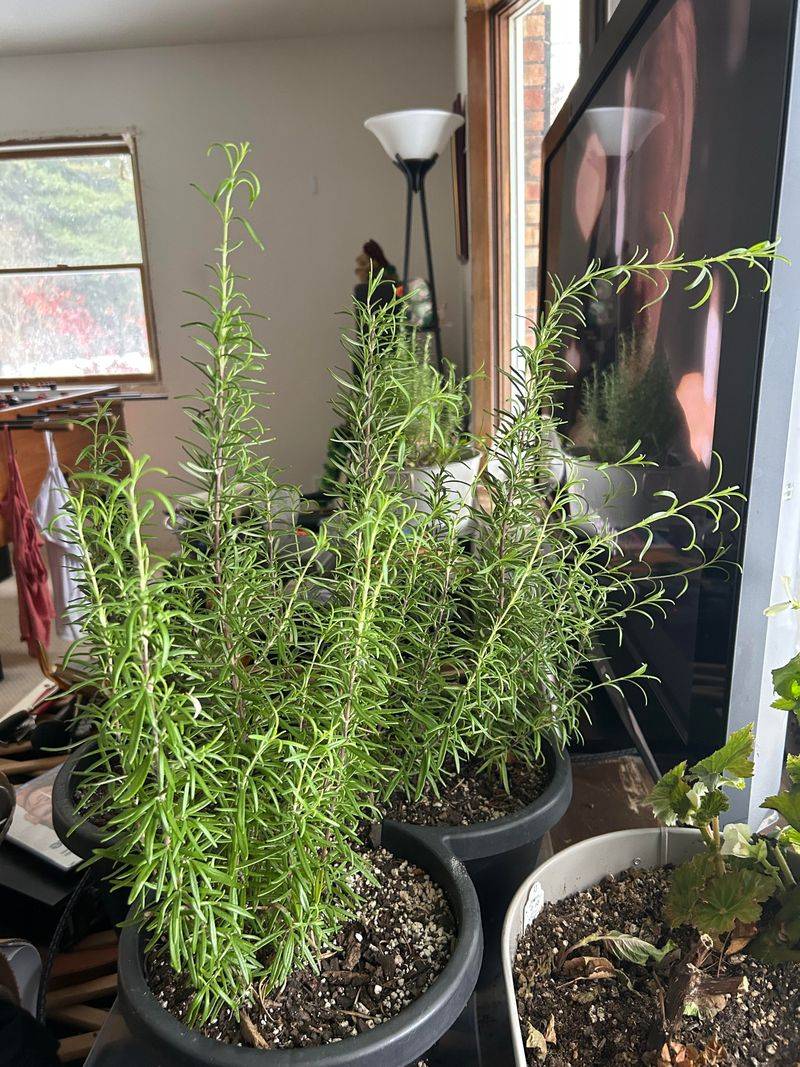 Give indoor rosemary enough light and careful watering
