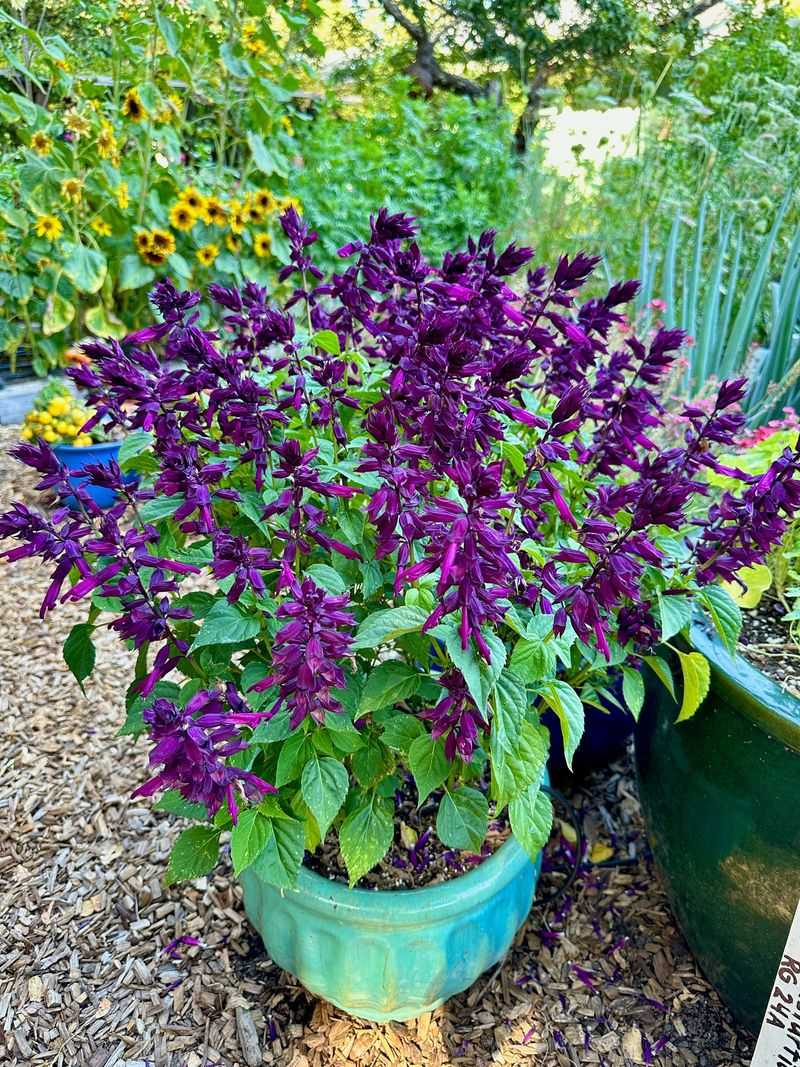 Salvia