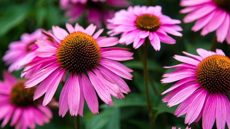 Echinacea (Coneflower)