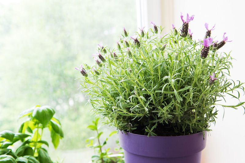 Bring Tender Potted Lavender Inside