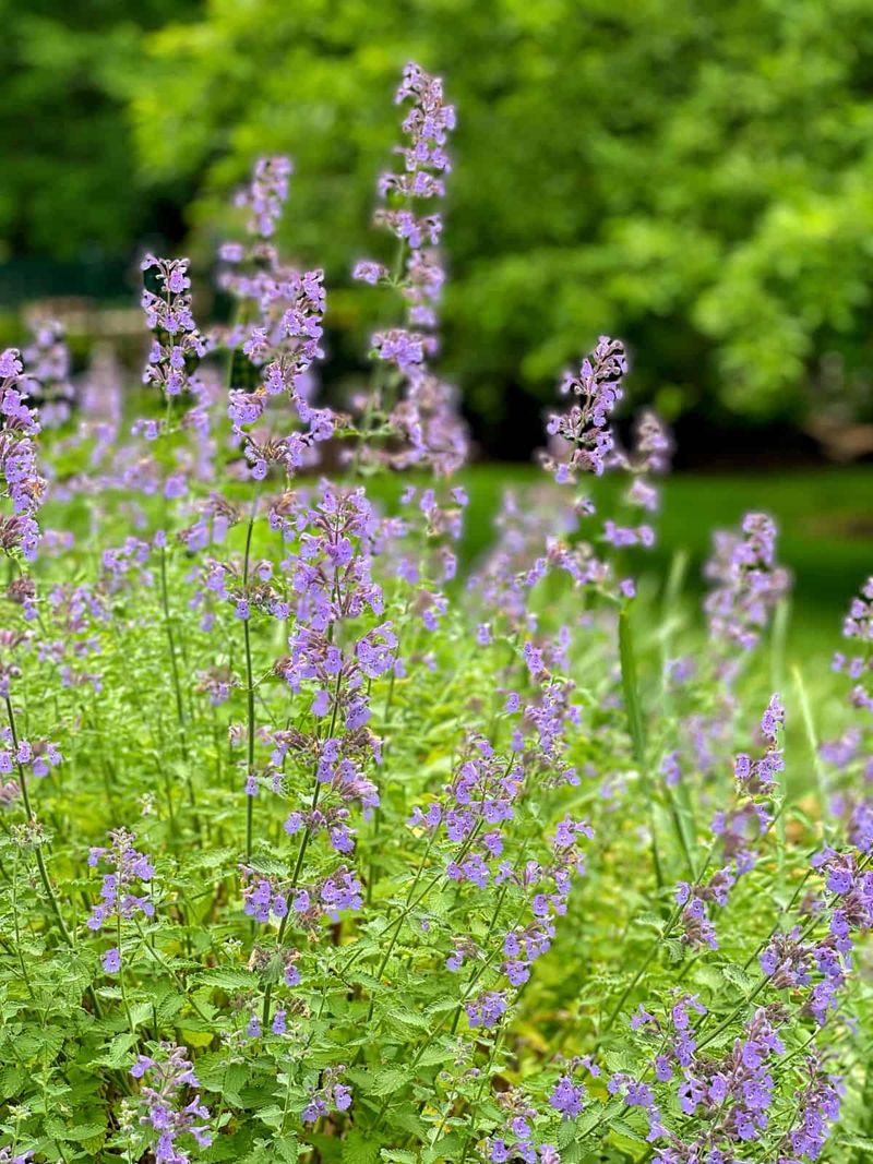 Catmint (Nepeta)