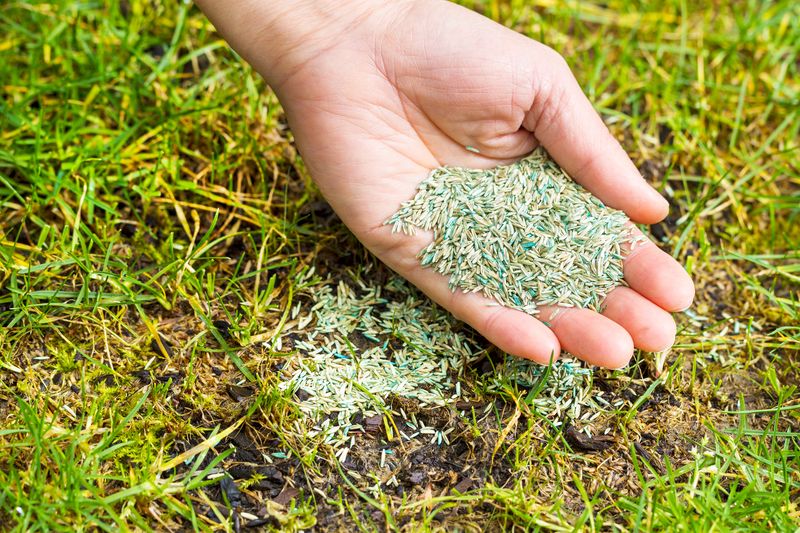 Poor Quality or Unsuitable Grass Seed