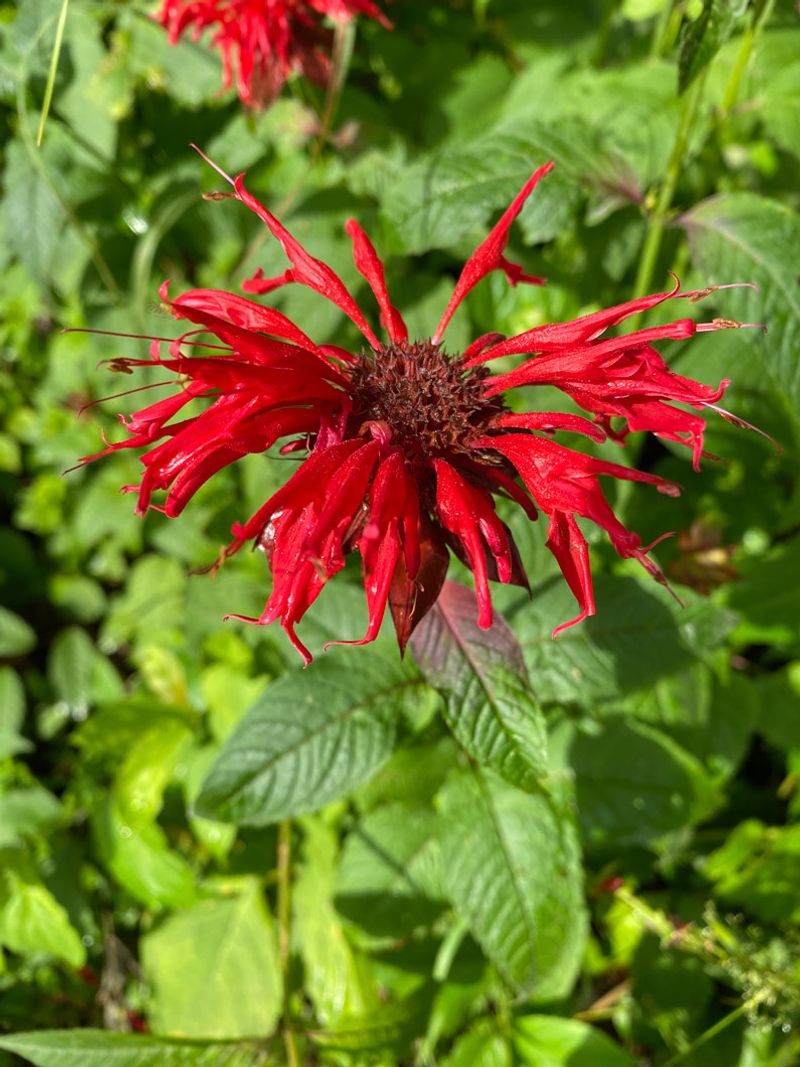 Bee Balm (Monarda)