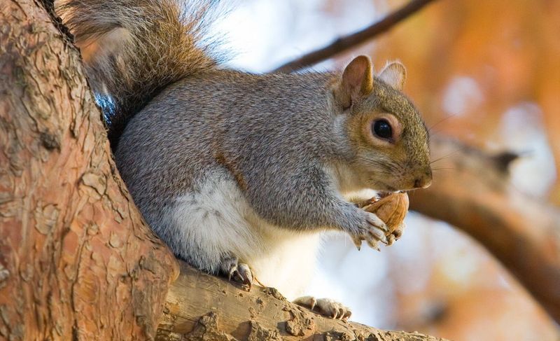 Wildlife may take some nuts, but the outcome varies