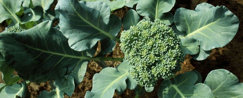 Broccoli