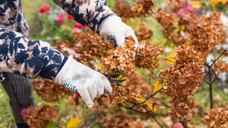 Pruning Old-Wood Hydrangeas in the Fall