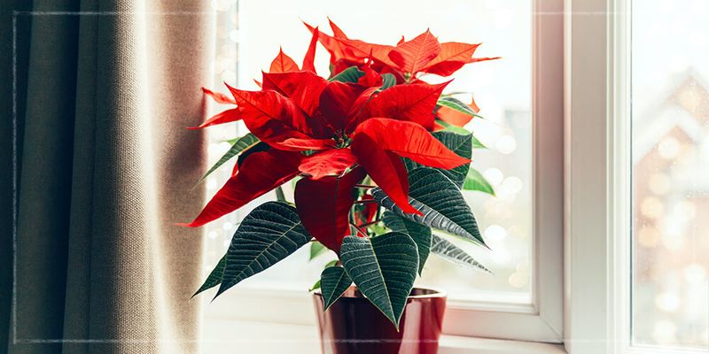 Christmas color is possible, but the calendar is tight