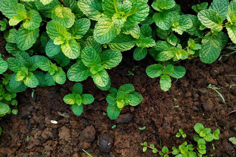 Mint (All Varieties)