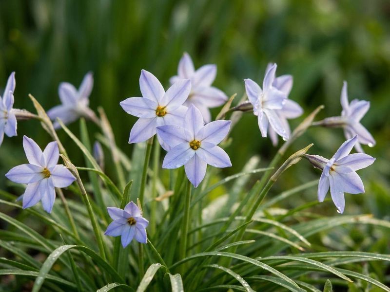 Spring Starflower (Ipheion uniflorum) - the swap for invasive Star-of-Bethlehem
