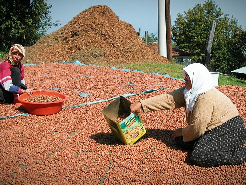 Ferrero Buys a Quarter of the World's Hazelnuts