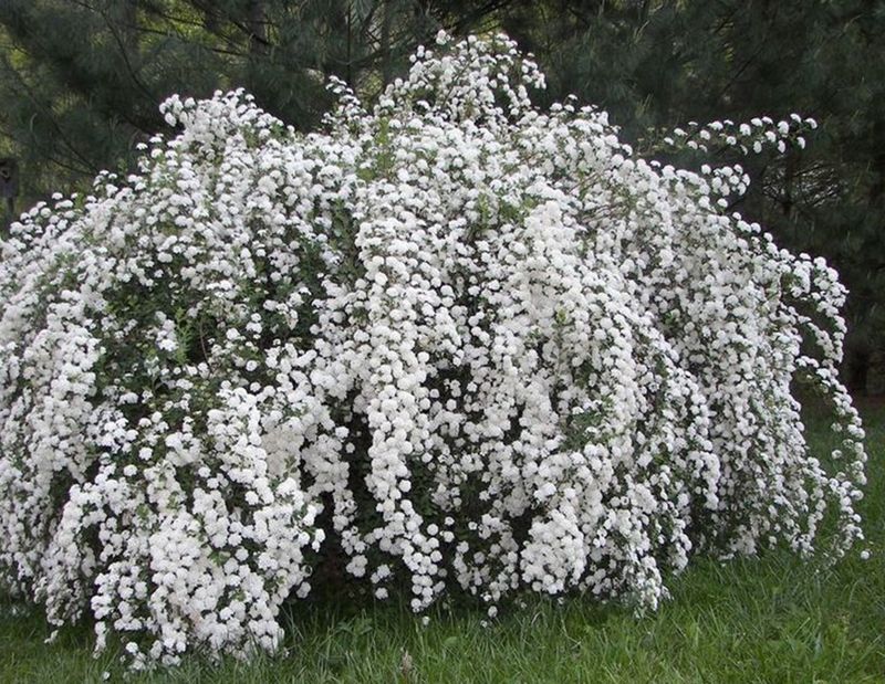 Spring-Blooming Spirea