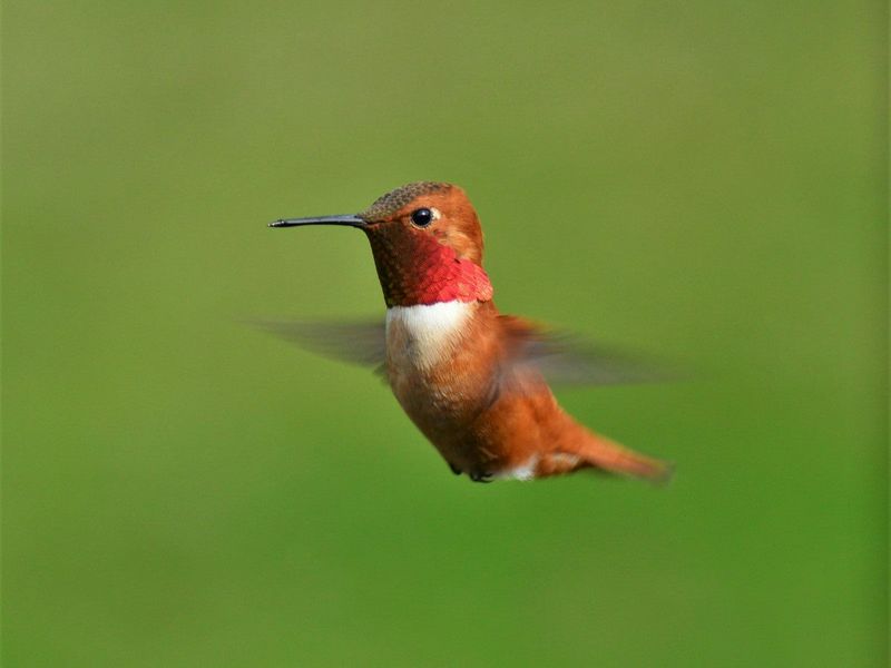 Rufous Hummingbird