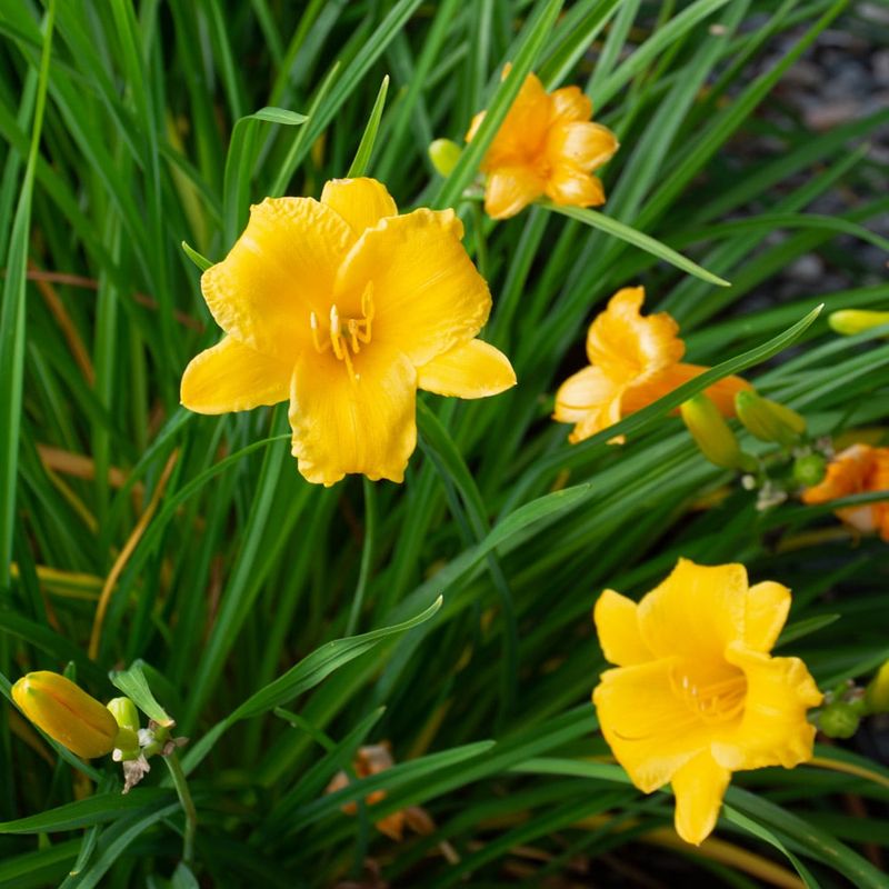 Daylilies (Hemerocallis)