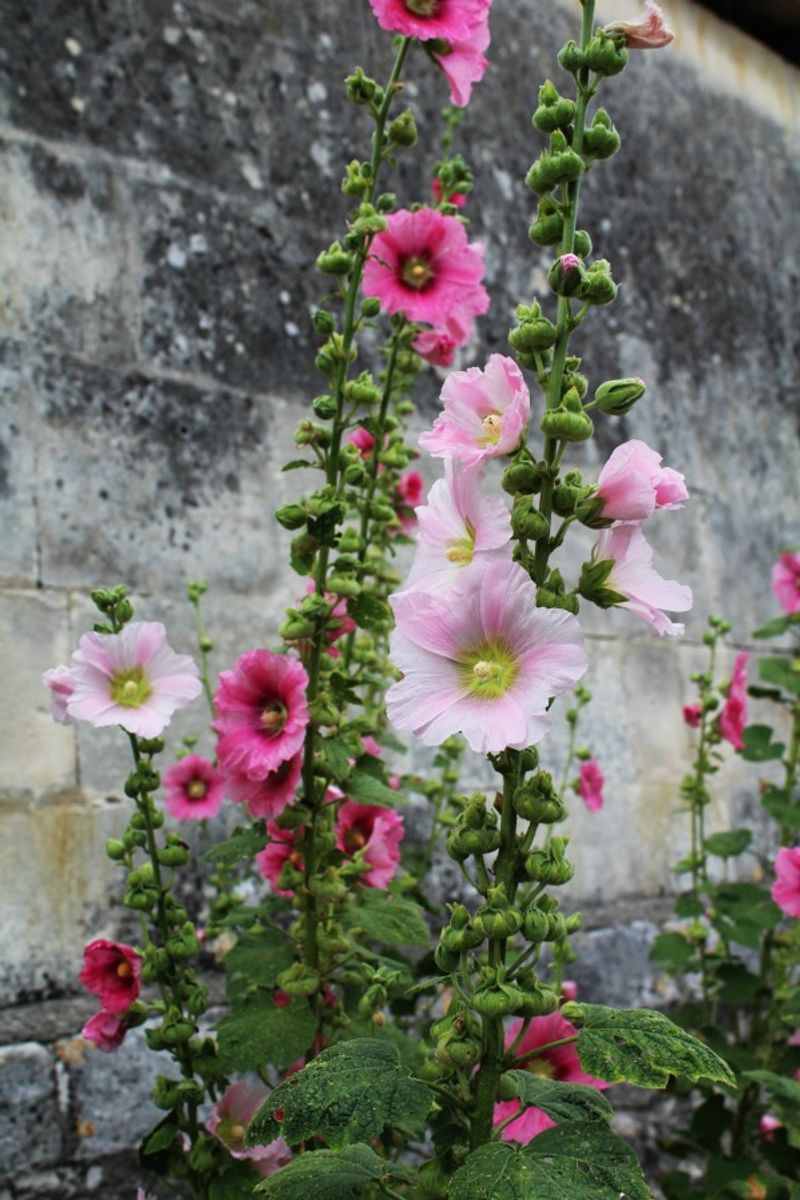 Protect height without forcing fragile growth