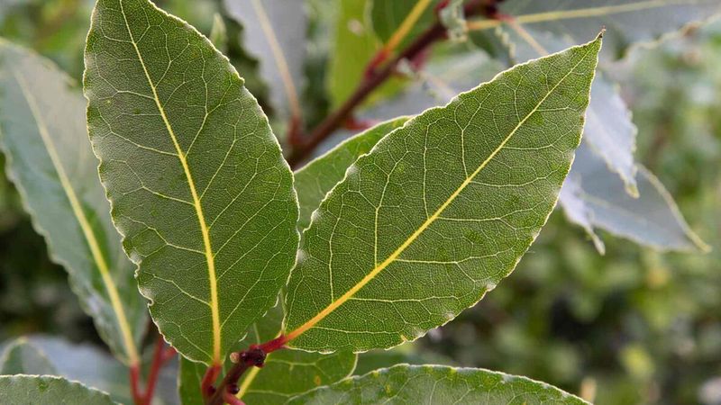 Start With the Right Bay Leaf