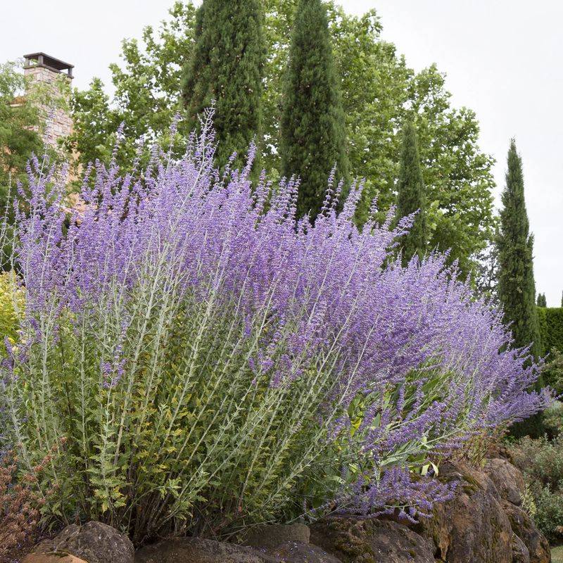 Russian Sage (Perovskia atriplicifolia)