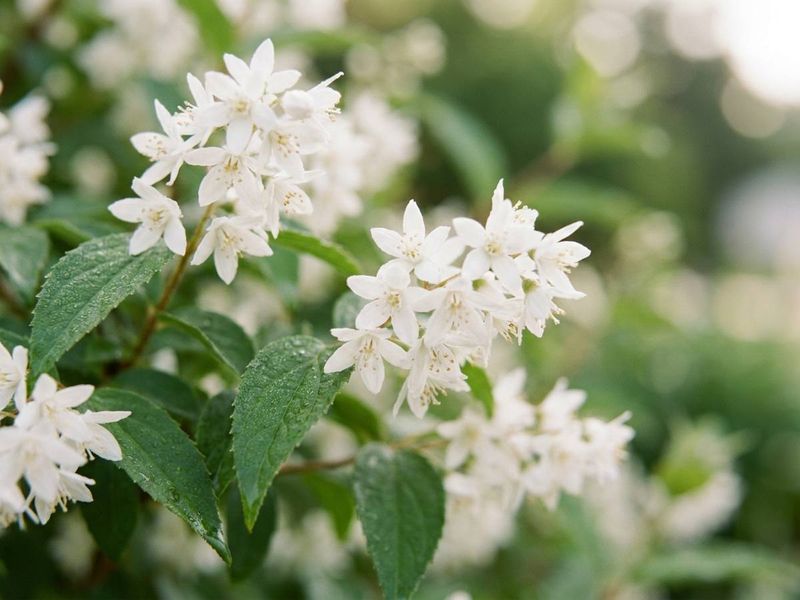 Deutzia
