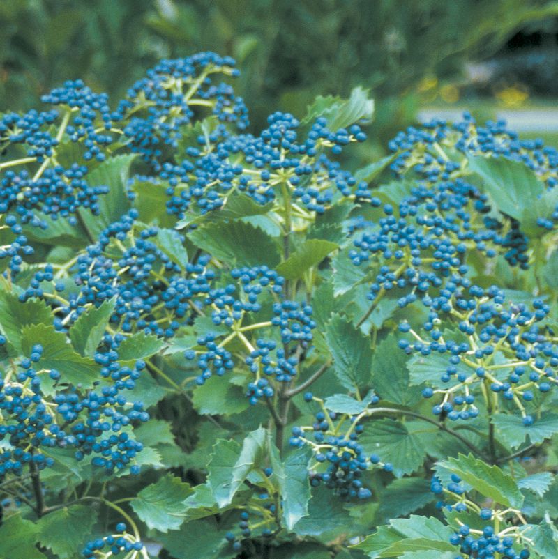 Arrowwood Viburnum (Viburnum dentatum)