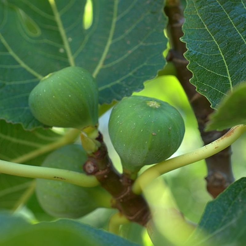 Is the tree old enough and suited to your growing season?