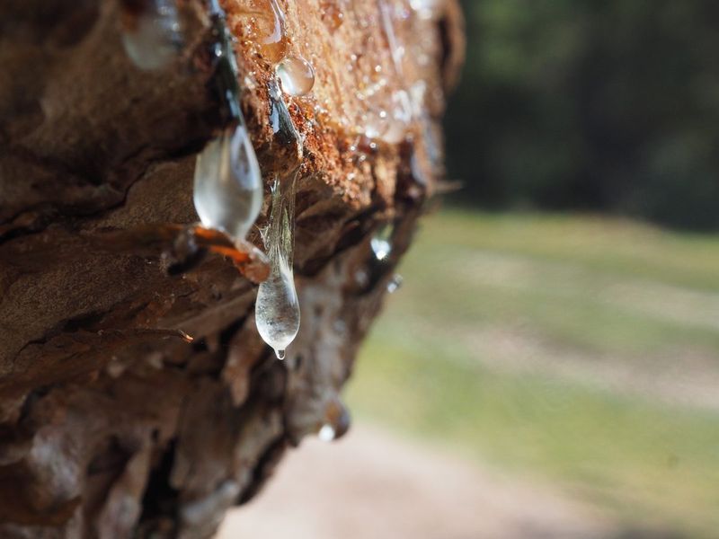 Remove Tree Sap or Tar