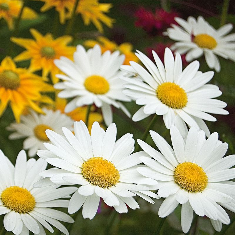 Shasta Daisies