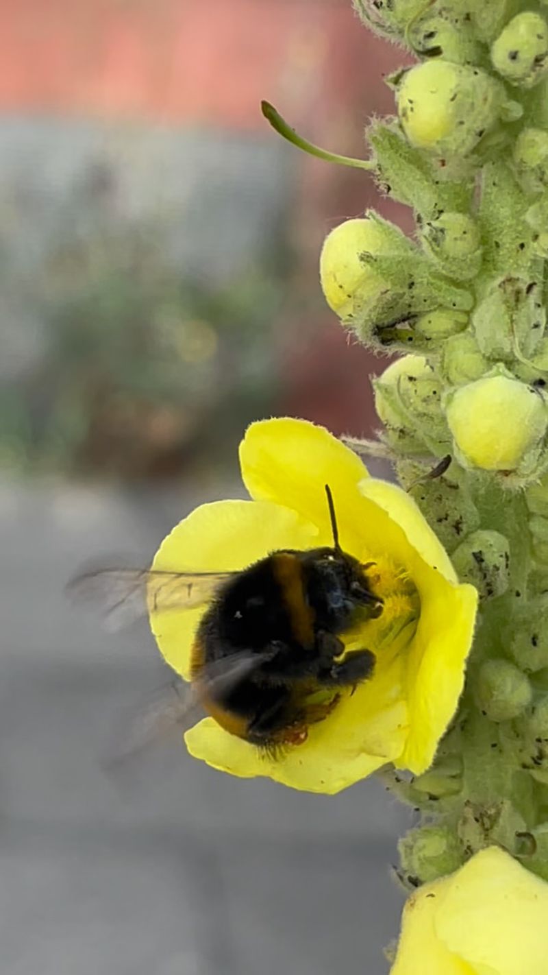Flowers begin mullein’s reproductive process