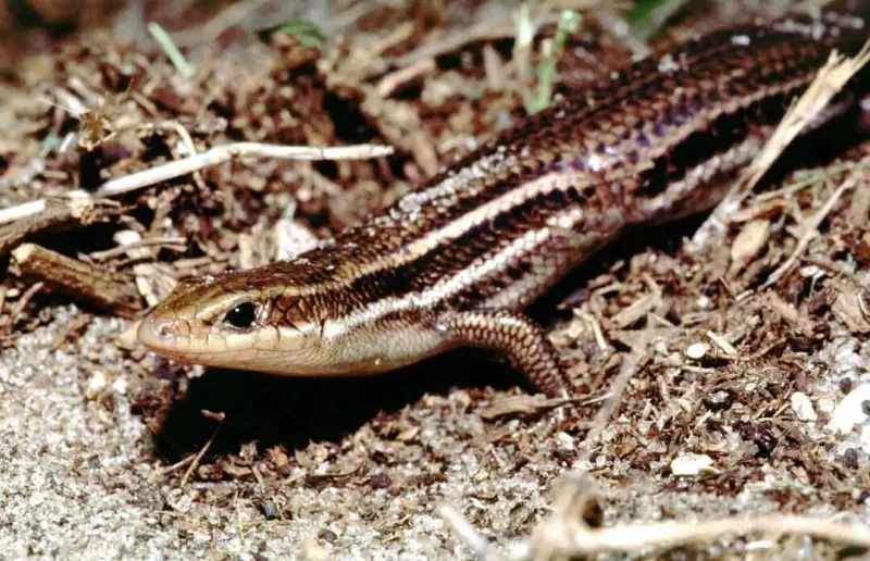 Which North Carolina Skink Did You See?