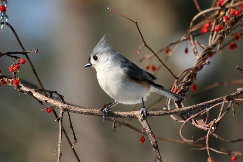 Tufted Titmouse