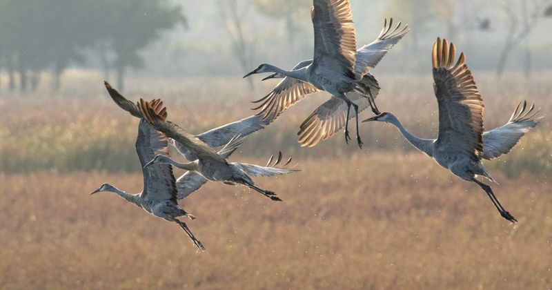 Sandhill Crane